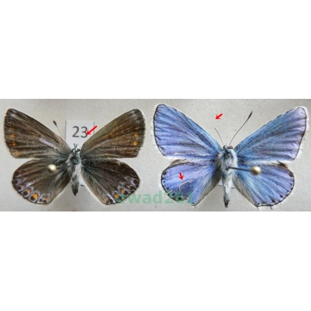 Polyommatus bellargus (Rottemburg, 1775) pair Modraszek adonis Poland23